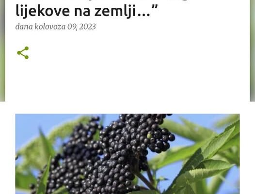 BOŽIJA BILJKA: “Biljka koja može zamijeniti sve druge lijekove na zemlji…”