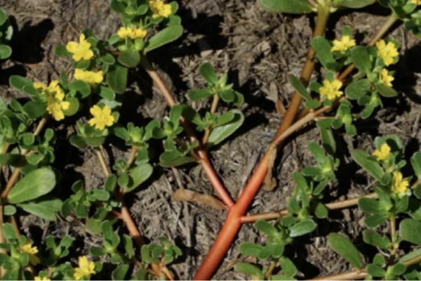 TUŠT (PORTULAK): Samoniklica koja čuva zdravlje, a mnogi je nepravedno smatraju korovom…