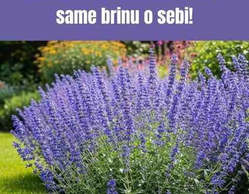 Bez stresa i zalivanja: 10 VIŠEGODIŠNJIH CVETNICA koje same brinu o sebi!