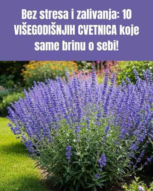 Bez stresa i zalivanja: 10 VIŠEGODIŠNJIH CVETNICA koje same brinu o sebi!