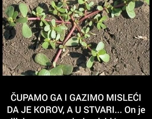 ČUPAMO GA I GAZIMO MISLEĆI DA JE KOROV, A U STVARI… On je lijek za mnoge bolesti, biće vam žao što ranije niste znali