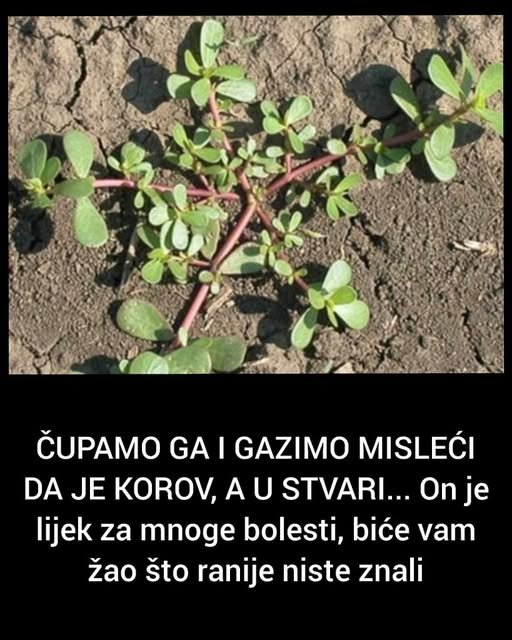ČUPAMO GA I GAZIMO MISLEĆI DA JE KOROV, A U STVARI… On je lijek za mnoge bolesti, biće vam žao što ranije niste znali