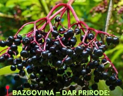 BAZGOVINA – DAR PRIRODE: Jedna od najstarijih i najljekovitijih biljaka na planeti Zemlji…