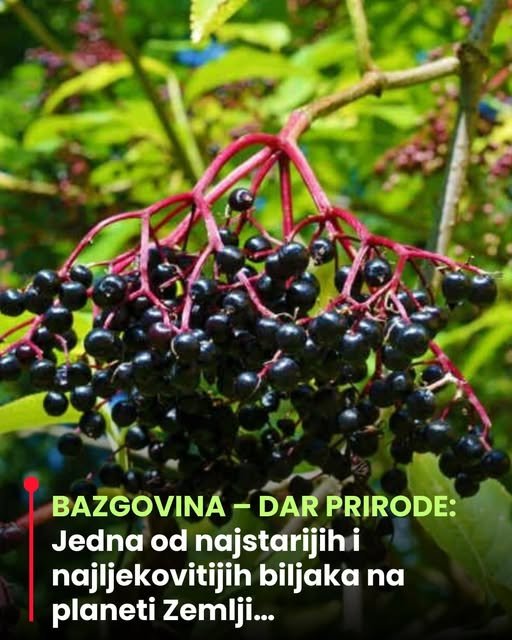 BAZGOVINA – DAR PRIRODE: Jedna od najstarijih i najljekovitijih biljaka na planeti Zemlji…