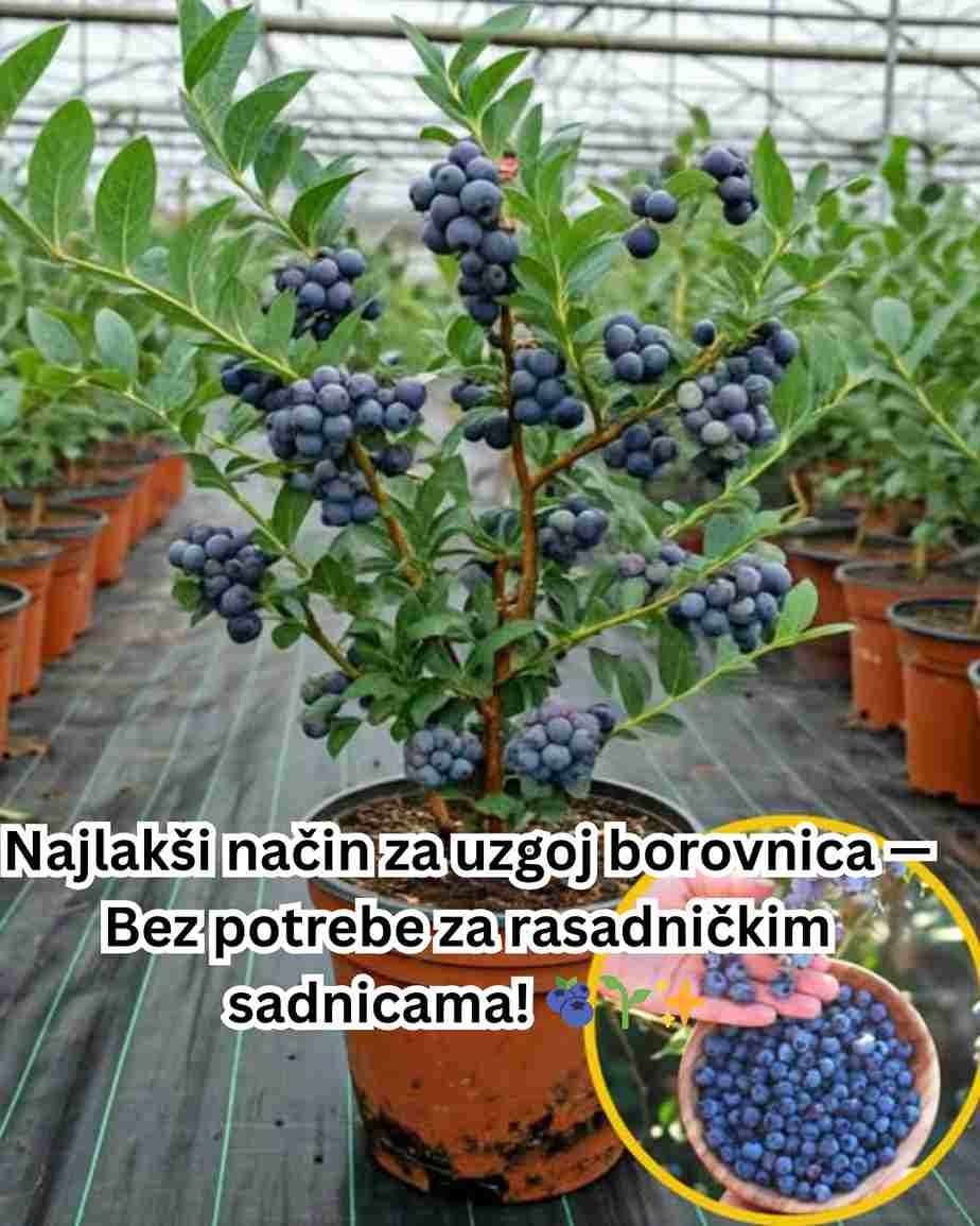 Korak 2: Vađenje sjemena Stavite borovnice u posudu i dodajte vode do polovine. Kašikom lagano izgnječite plodove da se oslobode sjemenke. Ostavite smjesu da odstoji — sjemenke će potonuti na dno. Pažljivo ih odvojite i stavite na papirnu salvetu da se osuše. Korak 3: Priprema posuda Posude napunite kompostom ili zemljom bogatom hranjivim materijama. Obezbijedite dobru drenažu i ostavite oko 2 cm prostora do ivice za zalijevanje. Korak 4: Sjetva sjemena Opcija 1: Direktna sjetva Ravnomjerno rasporedite sjeme po zemlji. Lagano ga utisnite i pošpricajte vodom da se zemlja navlaži. Opcija 2: S plodom Presijecite bobicu i zajedno s unutrašnjim sjemenom posadite u zemlju. Pokrijte lagano i zalijte. Korak 5: Njega nakon sjetve Posude stavite na toplo i svijetlo mjesto u kući. Zemlja treba biti stalno vlažna, ali ne natopljena. Prskajte po potrebi, jer borovnice vole vlagu i svjetlost. Korak 6: Presađivanje Kada biljke dovoljno ojačaju, možete ih presaditi u veće saksije ili direktno u vrt. Nakon toga uz malo pažnje i redovne njege, uživat ćete u domaćim, svježim borovnicama svake sezone. 🫐 ✨ Uzgoj borovnica iz običnih kupljenih bobica je jednostavan, zabavan i veoma isplativ način da imate vlastitu zalihu zdravih plodova. Probajte i podijelite iskustvo s prijateljima!
