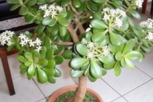 2️⃣ Ostavite da se osuši 🌤️ Držite ga u hladu 1–2 dana dok se na dnu ne formira zaštitni kalus. 3️⃣ Posadite s pažnjom 🌱 Stavite osušeni kraj lagano u vlažnu zemlju, bez pretjeranog zalijevanja. 4️⃣ Održavajte zemlju vlažnom 💧 Čuvajte laganu vlažnost dok se ne pojave sitni korijeni i novi izdanci. 5️⃣ Probajte reznice stabljike 🌿 Odrežite malu grančicu, pustite da se osuši, zatim stavite u vodu ili direktno u zemlju da razvije korijenje.