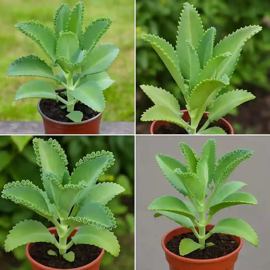 Jačanje imunološkog sistema Zahvaljujući antioksidansima i protuupalnim spojevima, štiti organizam od bakterija, virusa i gljivica. Sok ili infuzija od listova jačaju prirodnu odbranu tijela. Zarastanje rana Svježi listovi koriste se stoljećima za tretiranje manjih rana i opekotina. Zgnječeni list umiruje kožu, dezinfikuje i ubrzava regeneraciju. Podrška probavnom zdravlju Listovi pomažu kod čira, proljeva i zatvora. Pomiješani s vodom daju umirujući napitak koji olakšava probavne tegobe. Ublažavanje bolova i artritisa Istraživanja pokazuju da ova biljka smanjuje upale i bolove u zglobovima, naročito kod artritisa, čime poboljšava kvalitet života. Bolje zdravlje disajnog sistema Pomaže kod astme, kašlja i upale pluća. Olakšava disanje i smanjuje uporne kašljeve. Pospješuje san Infuzija od listova prije spavanja smiruje tijelo i um, te pomaže kod nesanice i nemirnog sna. Kulinarstvo U mnogim kulturama listovi se koriste i u kuhinji – dodaju se salatama, supama i jelima, pružajući i hranjive i ljekovite koristi. ✅ Zaključak: Kalanchoe pinnata je biljka s mnogim prednostima – od detoksikacije, jačanja imuniteta, do zacjeljivanja rana i smirenja probavnih i respiratornih tegoba. Vrijedi je uvrstiti u svakodnevnu rutinu i uzgajati kao prirodni lijek kod kuće. 🌱