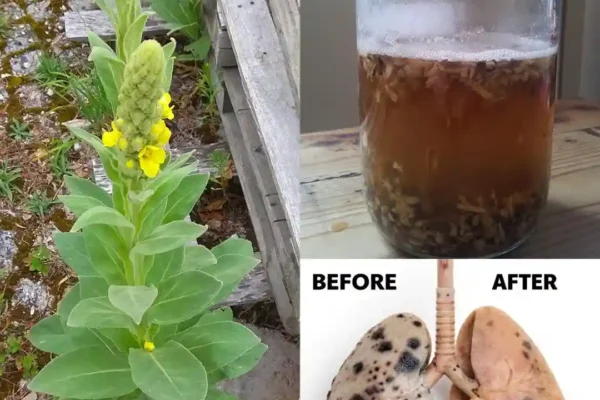 1–2 kašičice osušenih listova, 1 šolja ključale vode. Ostaviti 10–15 minuta, procijediti finom cjediljkom. Piti 1–2 puta dnevno. Obloga za kožu: Svježe listove zgnječiti u pastu. Nanijeti na povrijeđeno mjesto i pokriti čistom krpom. Držati 20–30 minuta, zatim isprati. 🌼 Prednosti cvjetova divizme Ublažava upale uha – Ulje od cvjetova tradicionalno se koristi za smanjenje bola i upale. Podrška disajnim putevima – Pomaže kod kašlja, astme i bronhitisa. Smiruje živce – Djeluje blago sedativno, pomaže kod stresa i nemira. Antiupalna svojstva – Pomaže i kod unutrašnjih i kod vanjskih upala. Olakšava bol u mišićima – Ulje se koristi za masažu bolnih mišića i zglobova. Zarastanje rana – Ubrzava iscjeljivanje manjih rana i posjekotina. Antimikrobno djelovanje – Bori se protiv bakterija i gljivica. Ublažava menstrualne bolove – Djeluje kao prirodni analgetik. 👉 Kako koristiti cvjetove divizme Ulje od cvjetova za bol u uhu: Svježe cvjetove staviti u staklenu teglu i preliti maslinovim uljem. Držati 2–3 sedmice na suncu. Procijediti i koristiti 1–2 kapi mlakog ulja u uhu. Infuzija za smirenje: 1 kašičica osušenih cvjetova, 1 šolja tople vode. Ostaviti 10 minuta, procijediti i piti polako. 🌱 Prednosti korijena divizme Podrška zglobovima – Čaj od korijena pomaže kod bolova i ukočenosti zglobova. Ublažava bol u leđima – Tradicionalno se koristi za donji dio kičme. Podrška bešici – Jača bešiku i pomaže kod inkontinencije. Smanjuje upale – Ublažava otok i bol. Podržava limfni sistem – Pomaže u detoksikaciji organizma. Diuretička svojstva – Potiče izlučivanje viška tečnosti i podržava rad bubrega. 👉 Kako koristiti korijen divizme Čaj od korijena za zglobove i bešiku: 1 kašičica osušenog korijena, 1 šolja vode. Kuhati 15–20 minuta, procijediti i piti do 2 puta dnevno. Obloga od korijena za bol: Svježi korijen zgnječiti u pastu. Nanijeti na bolno mjesto, pokriti krpom. Držati 30 minuta, zatim isprati toplom vodom. 🌿 Zaključak Divizma je svestrana i ljekovita biljka koja podržava zdravlje disajnih puteva, ublažava bol i jača opće zdravlje. Korištenjem njenih listova, cvjetova i korijena možete pripremiti prirodne lijekove koji su jednostavni i učinkoviti. Uvijek berite biljku na održiv način i posavjetujte se sa zdravstvenim stručnjakom prije upotrebe, posebno ako ste trudni, dojite ili koristite lijekove.