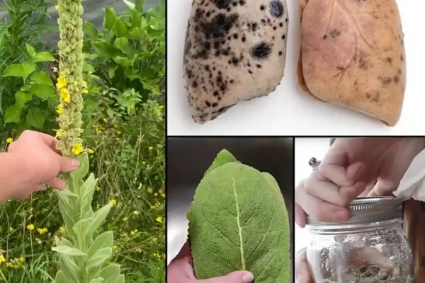 Svježe listove zgnječiti u pastu. Nanesite na oboljelo mjesto i pokriti čistom tkaninom. Ostaviti 20–30 minuta, zatim isprati. 🌼 Prednosti cvjetova divizme Ublažava upale uha – ulje od cvjetova tradicionalno se koristi za smanjenje bola i infekcija. Pomaže disanju – olakšava astmu, kašalj i bronhitis. Smiruje nerve – blago djeluje sedativno i smanjuje stres. Smanjuje upalu – koristi se oralno ili spolja. Ublažava bol u mišićima – ulje od cvjetova umiruje bolne zglobove. Podržava zarastanje rana – nanosi se direktno na sitne rane. Antimikrobno djelovanje – bori se protiv bakterija i gljivica. Olakšava menstrualne grčeve – smanjuje bolove kod ciklusa. 👉 Kako koristiti cvjetove divizme Ulje za bol uha Svježe cvjetove staviti u staklenu teglu i preliti maslinovim uljem. Ostaviti 2–3 sedmice na suncu. Procijediti i čuvati u boci. U bolno uho ukapati 1–2 kapi mlakog ulja. Čaj od cvjetova za smirenje 1 kašičicu osušenih cvjetova preliti vrućom vodom. Ostaviti 10 minuta. Procijediti i piti polako radi smirenja i smanjenja stresa. 🌱 Prednosti korijena divizme Podržava zdravlje zglobova – čaj od korijena ublažava bol i ukočenost. Ublažava bol u leđima – tradicionalno korišten za kičmu i donji dio leđa. Pomaže bešici – jača bešiku i ublažava inkontinenciju. Smanjuje upalu – ublažava otoke u tijelu. Podržava limfni sistem – čisti i jača limfu. Diuretsko dejstvo – pomaže bubrezima i smanjuje zadržavanje vode. 👉 Kako koristiti korijen divizme Čaj od korijena za zglobove i bešiku 1 kašičicu osušenog korijena kuhati 15–20 minuta u 1 šolji vode. Procijediti i piti do 2 puta dnevno. Obloga za bol Svježi korijen zgnječiti u pastu. Nanesite na bolno mjesto i pokriti krpom. Ostaviti 30 minuta, pa isprati. 🌿 Zaključak Divizma je moćna ljekovita biljka koja pomaže plućima, umanjuje bol i podržava opće zdravlje. Njeni listovi, cvjetovi i korijen mogu se koristiti u raznim prirodnim lijekovima. Bitno je brati je održivo i uvijek se posavjetovati s ljekarom prije upotrebe, posebno u trudnoći, tokom dojenja ili ako koristite lijekove.