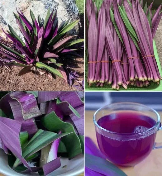 Pomiješajte malo limunovog soka s prahom aktivnog uglja. Nanesite na četkicu i nježno perite zube 1–2 minute. Dobro isperite usta vodom. Koristite samo jednom sedmično da biste zaštitili zubnu caklinu. 2. Pročišćavajuća maska za lice 😌 Kako koristiti: Pomiješajte limunov sok i aktivni ugalj u pastu. Nanesite ravnomjerno na lice (izbjegavajte oči i usta). Ostavite 10–15 minuta, zatim isperite mlakom vodom. Nanesite laganu kremu ili hidratant. 👉 Posebno dobra za masnu i aknoznu kožu. 3. Prirodni piling za kožu ✨ Kako koristiti: Herbeauty now Feel The Rhythm: 5 Kizomba Dances That Will Move You 199 × Pomiješajte limunov sok, aktivni ugalj i šećer u jednakim omjerima. Nježno umasirajte kružnim pokretima po licu ili tijelu. Isperite toplom vodom i nanesite hidratantnu kremu. 👉 Uklanja mrtve ćelije kože i ostavlja je glatkom i svježom. Važne napomene ⚠️ Uradite test na malom dijelu kože prije korištenja (limun može izazvati iritaciju). Za zube primjenjujte najviše jednom sedmično. Ne koristite na otvorenim ranama ili oštećenoj koži. Hoćeš da ti ovaj tekst skratim u mini recept vodič sa emoji koracima (brzo i pregledno), da izgleda kao praktičan recept? Evo skraćene verzije u obliku mini recept vodiča sa emojijima 👇 🍋 + ⚫ = Moćna kombinacija 🦷 Izbjeljivanje zuba 1️⃣ Pomiješaj malo limunovog soka + prah aktivnog uglja. 2️⃣ Nanesite na četkicu i perite zube 1–2 min. 3️⃣ Dobro isperite vodom. ⚠️ Samo 1x sedmično! 😌 Maska za lice 1️⃣ Limun + ugalj → napravi pastu. 2️⃣ Nanesite na lice (izbjegavaj oči/usta). 3️⃣ Ostavite 10–15 min, pa isperite mlakom vodom. 4️⃣ Namažite hidratantnu kremu. ✨ Piling kože 1️⃣ Pomiješaj limun + ugalj + šećer (jednako). 2️⃣ Umasiraj kružno po licu/tijelu. 3️⃣ Isperi toplom vodom i namaži kremu. ⚠️ Napomene: Testiraj na malom dijelu kože prije upotrebe. Ne koristi na ranama. Za zube max 1x sedmično.