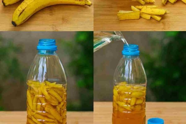 Recikliranje igra ključnu ulogu u očuvanju zdravije okoline, a pritom pomaže i u uštedi novca. Donosimo vam način kako da iskoristite kore od banane, koje se obično bacaju kao otpad, a zapravo imaju veliku vrijednost. Bacanje kora od banane je prava šteta, jer one imaju mnogostruku primjenu. Mogu se koristiti u njezi kose i kože ili kao prirodno đubrivo za biljke. Posebno su cijenjene kao đubrivo jer su bogate vitaminima i mineralima, naročito kalijem i magnezijem, koji jačaju biljke i daju im ljepotu. Osim toga, zbog ovih svojstava često se koriste i u maskama, kremama, regeneratorima pa čak i šamponima. S obzirom na brojne prednosti, važno je ne rasipati ovaj vrijedan resurs. Donosimo vam manje poznat način da iskoristite kore od banane do maksimuma. Kore od banane, kada se pravilno obrade, mogu poslužiti kao efikasan repelent protiv komaraca i drugih dosadnih insekata. Ova metoda nudi potpuno prirodno rješenje, bez upotrebe hemikalija. Potrebni sastojci: 200 ml bijelog vinskog sirćeta (ili jabukovog sirćeta) 1 kora od banane 400 ml vode 200 g šećera 1 plastična flaša od 2 litre Uputstvo: Presijecite plastičnu flašu na pola makazama ili nožem. U jednoj posudi pomiješajte vodu, šećer i sirće dok se ne sjedini. Sipajte smjesu u donji dio flaše i ubacite koru od banane. Postavite flašu na mjesta gdje ima najviše insekata. Smjesu mijenjajte svaka dva dana radi najbolje efikasnosti. Na ovaj način možete otjerati komarce i muhe bez upotrebe hemikalija, štiteći tako i vaš novčanik i okolinu. Prirodno, jednostavno i vrlo učinkovito! Isprobajte i sami – i uživajte u rezultatima! Sretno recikliranje! 🌿🍌