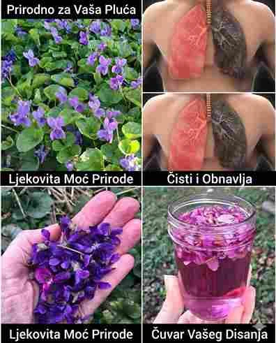 Jednostavno uzgojiti Slatka ljubičica voli sjenovita i polusjenovita mjesta, vlažno tlo i redovno zalijevanje. Lako se razmnožava sjemenkama ili dijeljenjem biljke, pa možete dobiti više sadnica za svoj vrt ili pokloniti prijateljima. Zaključak Ako imate slatku ljubičicu u dvorištu, držite je blizu i iskoristite njen puni potencijal 🌸. Mala biljka sa velikim benefitima – prirodni lijek, mirisna dekoracija i znak da često najveće blago raste ispod našeg nosa. 🌿 Savjet: Redovno je njegujte, berite cvjetove pažljivo i uživajte u ovom prirodnom “blagu” svaki dan.