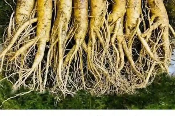 Važna napomena Rak je ozbiljna i kompleksna bolest koja zahtijeva stručno medicinsko liječenje. Maslačak može biti podrška općem zdravlju, ali ne može zamijeniti hemoterapiju, radioterapiju ili druge onkološke terapije.