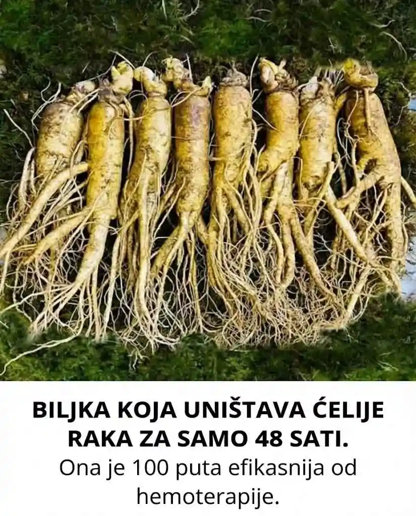 Važna napomena Rak je ozbiljna i kompleksna bolest koja zahtijeva stručno medicinsko liječenje. Maslačak može biti podrška općem zdravlju, ali ne može zamijeniti hemoterapiju, radioterapiju ili druge onkološke terapije.