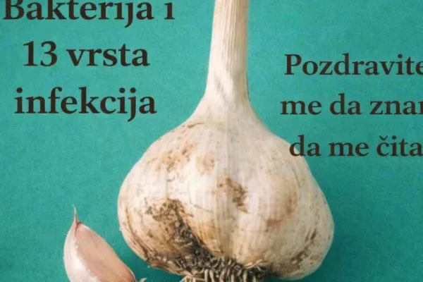 Zdravstvene koristi bijelog luka Bijeli luk može pomoći u jačanju imuniteta Može imati blago antibakterijsko i antivirusno djelovanje Može doprinijeti snižavanju krvnog pritiska Može pomoći kod blago povišenog holesterola Podržava zdravlje srca i krvnih sudova Doprinosi boljoj probavi Efekti zavise od količine, načina konzumacije i općeg zdravstvenog stanja osobe. Kako pravilno koristiti bijeli luk Najveća korist dobija se kada se bijeli luk zgnječi i ostavi 5 do 10 minuta prije konzumacije. Time se aktivira alicin. Preporučena količina za odraslu osobu je 1 do 2 čehna dnevno. Može se jesti sirov, dodati u salate, umake ili konzumirati uz med. Recept 1: Bijeli luk i med za imunitet Sastojci 5 do 6 čehna bijelog luka 200 ml prirodnog meda Priprema Bijeli luk nasjeckati ili lagano zgnječiti. Staviti u čistu staklenu teglu i preliti medom. Zatvoriti i ostaviti 24 sata prije prve upotrebe. Način upotrebe Uzimati 1 kašičicu dnevno, najbolje ujutro. Recept 2: Čaj od bijelog luka Sastojci 1 zgnječen čehno bijelog luka 250 ml vode Par kapi limuna Priprema Vodu prokuhati, dodati bijeli luk i kuhati 3 do 5 minuta. Procijediti i dodati limun. Piti jednom dnevno. Važne napomene Osobe koje koriste lijekove za razrjeđivanje krvi trebaju biti oprezne. Ne preporučuje se pretjerivanje jer može izazvati želučane tegobe. Trudnice i osobe sa hroničnim bolestima trebaju se posavjetovati s ljekarom. Često postavljana pitanja Da li bijeli luk zaista ubija sve bakterije? Ne. Ima antibakterijska svojstva, ali nije univerzalni lijek. Da li je sirov bolji od kuhanog? Sirovi bijeli luk ima jače djelovanje jer toplota smanjuje količinu aktivnih spojeva. Koliko dugo se može koristiti? Može se koristiti svakodnevno u umjerenim količinama kao dio ishrane.