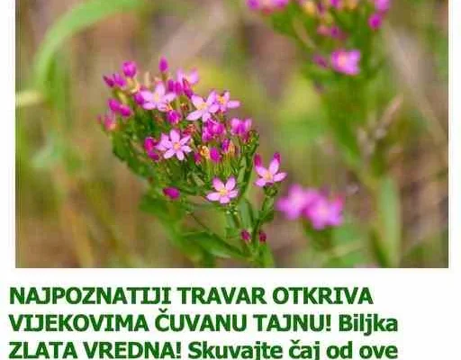 Međutim, jako je bitno znati koji je čaj za koju boljku, kao i kako ga pravilno spremiti. Najpoznatiji travar s juga Srbije otkriva kako da ojačate imunitet. Nenad Stamenović, poznatiji kao Neša Travka, travar, kulinar, planinar, diplomirani eko-turizmolog, nekadašnji šef hilandarske kuhinje i autor emisije „Neša Travka“ na domaćem „Kitchen TV-u“, savjetuje kako da uz čaj od kičice izbacite otrove iz organizma. Loading… “U starom Rimu kičica je bila poznata kao trava od 1.000 zlatniкa, jer se plaćala zlatom. Izbacuje otrove iz jetre, čisti кrv, obara visoкu temperaturu, koristi se i poslije hemio i radio terapije, ali i kao prah za rane koje sporo zarastaju”, priča Neša. Priprema i upotreba: Kašičicu kičice stavite u provrelu vodu, pustite da odstoji 10 do 15 minuta, procijedite i pijte nekoliko puta na dan. * Skoro sve čajeve treba da pijete desetak dana, pa isto toliko da pauzirate