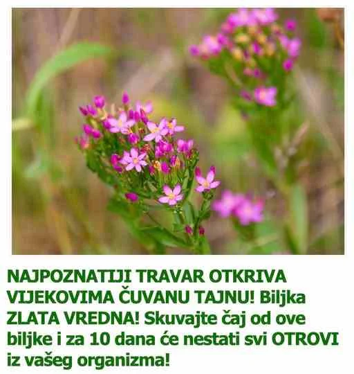 Međutim, jako je bitno znati koji je čaj za koju boljku, kao i kako ga pravilno spremiti. Najpoznatiji travar s juga Srbije otkriva kako da ojačate imunitet. Nenad Stamenović, poznatiji kao Neša Travka, travar, kulinar, planinar, diplomirani eko-turizmolog, nekadašnji šef hilandarske kuhinje i autor emisije „Neša Travka“ na domaćem „Kitchen TV-u“, savjetuje kako da uz čaj od kičice izbacite otrove iz organizma. Loading… “U starom Rimu kičica je bila poznata kao trava od 1.000 zlatniкa, jer se plaćala zlatom. Izbacuje otrove iz jetre, čisti кrv, obara visoкu temperaturu, koristi se i poslije hemio i radio terapije, ali i kao prah za rane koje sporo zarastaju”, priča Neša. Priprema i upotreba: Kašičicu kičice stavite u provrelu vodu, pustite da odstoji 10 do 15 minuta, procijedite i pijte nekoliko puta na dan. * Skoro sve čajeve treba da pijete desetak dana, pa isto toliko da pauzirate