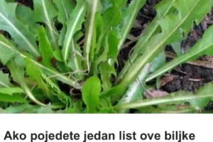 Ljekovitost maslačka Listovi maslačka sadrže mnogo vitamina, pa stručnjaci tvrde da je bolje koristiti njegove listove nego špinat. Od vitamina najviše su zastupljeni A, B2, G, D i C, a minerali koji su prisutni su natrij, željezo, fosfor, kao i kalij. Maslačak se ubraja u jake diuretike koji pomažu kod liječenja bubrežnih oboljenja, raznih alergijskih reakcija, povišene razine holesterola u krvi, stvaranju žuči, a ujedno ga možete koristiti kako bi iz jetre uklonili sve toksine. Trudnicama se preporučuje upotreba listova maslačka od kojih možete napraviti salatu, jer kako smo i rekli sadrže mnogo ljekovitih materija. Recept za čaj od korijena maslačka! Ovaj čaj se može primjenjivati kako bi izliječili bolesti želuca i jetre! Ako biste konzumirali svaki dan po šolju ovog čaja u trajanju od dvije sedmice, onda biste mogli da se izliječite od raznih oboljenja. Probleme sa krvnim pritiskom, oslabljenim apetitom, probavnim smetnjama, sve to možete pobijediti njegovim uzimanjem.