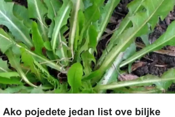 Ljekovitost maslačka Listovi maslačka sadrže mnogo vitamina, pa stručnjaci tvrde da je bolje koristiti njegove listove nego špinat. Od vitamina najviše su zastupljeni A, B2, G, D i C, a minerali koji su prisutni su natrij, željezo, fosfor, kao i kalij. Maslačak se ubraja u jake diuretike koji pomažu kod liječenja bubrežnih oboljenja, raznih alergijskih reakcija, povišene razine holesterola u krvi, stvaranju žuči, a ujedno ga možete koristiti kako bi iz jetre uklonili sve toksine. Trudnicama se preporučuje upotreba listova maslačka od kojih možete napraviti salatu, jer kako smo i rekli sadrže mnogo ljekovitih materija. Recept za čaj od korijena maslačka! Ovaj čaj se može primjenjivati kako bi izliječili bolesti želuca i jetre! Ako biste konzumirali svaki dan po šolju ovog čaja u trajanju od dvije sedmice, onda biste mogli da se izliječite od raznih oboljenja. Probleme sa krvnim pritiskom, oslabljenim apetitom, probavnim smetnjama, sve to možete pobijediti njegovim uzimanjem.