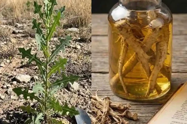 Nutritivne i ljekovite komponente Korijen divlje salate sadrži: Seskviterpenske laktone – prirodne spojeve s protuupalnim i analgetskim djelovanjem. Flavonoidi – antioksidansi koji štite ćelije od oštećenja i oksidativnog stresa. Gorki glikozidi – potiču probavu i blagu detoksikaciju. Lactucarium – spoj “bijelog soka” odgovoran za smirujuće efekte slične blagim opijatima (ali ne izaziva ovisnost). Buzz Day now Wide Hips, Big Secrets: What They Really Reveal About Women 233 × Najvažnije zdravstvene prednosti korijena divlje salate 1. Prirodno ublažavanje bolova Korijen divlje salate djeluje kao prirodni analgetik, pomažući u ublažavanju bolova bez nuspojava sintetičkih lijekova. Tradicionalno se koristi za: Bolove u zglobovima i artritis Bolove u mišićima Glavobolje i migrene Menstrualne grčeve 2. Podržava opuštanje i san Zahvaljujući svojim blagim sedativnim svojstvima, korijen divlje salate pomaže u smirivanju nervnog sistema i podstiče bolji san. Šolja čaja od korijena divlje salate prije spavanja može ublažiti anksioznost, nemir i nesanicu. 3. Ublažava anksioznost i stres Biljka ima nervne efekte – podržava i tonizira nervni sistem, smanjujući nervnu napetost i emocionalni umor. 4. Umiruje respiratorne probleme U tradicionalnoj medicini, korijen divlje salate korišten je kao prirodno sredstvo za suzbijanje kašlja i za ublažavanje iritacije u grlu i plućima. 5. Pomaže probavi i detoksikaciji Njegova blaga gorčina pomaže u stimulaciji proizvodnje žuči, poboljšavajući probavu i blago čisteći jetru. Kako koristiti korijen divlje salate Kao čaj Kuhajte 1 čajnu žličicu suhog korijena u 1 šolji vode 10-15 minuta. Procijedite i pijte do dva puta dnevno. (Okus je gorak, pa ga mnogi miješaju s medom ili mentom.) Kao tinktura Uzimajte 1-2 ml (oko 20-40 kapi) tinkture razrijeđene u vodi, 2-3 puta dnevno. Ovo je jedan od najefikasnijih načina za ekstrakciju aktivnih spojeva biljke. U obliku praha ili kapsula Dostupno u prodavnicama zdrave hrane ili biljnim apotekama – korisno za ublažavanje bolova ili opuštanje. Mjere opreza Divlju salatu treba koristiti umjereno; visoke doze mogu izazvati vrtoglavicu ili mučninu. Izbjegavajte upotrebu tokom trudnoće ili dojenja. Osobe koje uzimaju sedative ili lijekove protiv bolova trebaju se konsultovati sa zdravstvenim radnikom prije upotrebe. Korijen divlje salate je skriveni dragulj biljne medicine – prirodno sredstvo protiv bolova, relaksant i detoksikator koji stoljećima podržava ljudsko zdravlje. Kada se koristi odgovorno, nudi nježan i efikasan način za ublažavanje napetosti, poboljšanje sna i podršku općem blagostanju – zaista dar prirode za tijelo i um.