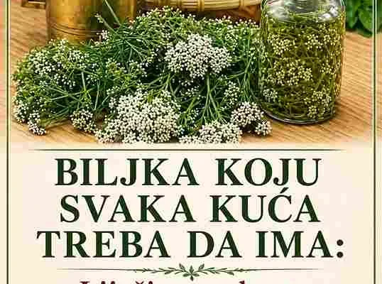 Iako je riječ o prirodnom rješenju, važno je koristiti je umjereno i obratiti pažnju na reakcije organizma. Uvođenjem ove biljke u svakodnevnu rutinu, možete pružiti svom tijelu dodatnu podršku i očuvati zdravlje probavnog sistema na prirodan način.