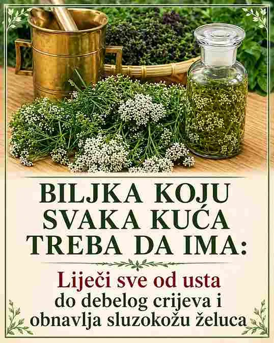 Iako je riječ o prirodnom rješenju, važno je koristiti je umjereno i obratiti pažnju na reakcije organizma. Uvođenjem ove biljke u svakodnevnu rutinu, možete pružiti svom tijelu dodatnu podršku i očuvati zdravlje probavnog sistema na prirodan način.