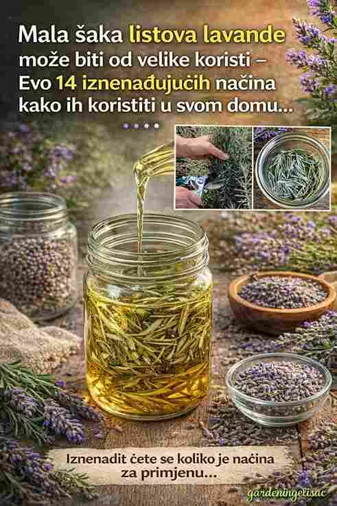 5. Dodatak jelima (u malim količinama) Sitno nasjeckani listovi mogu se dodati u marinade, pečeno povrće ili ulja. Koristite ih umjereno zbog jačeg, blago gorkog okusa. 6. Prirodno sredstvo za čišćenje Kombinacija listova lavande i bijelog sirćeta daje efikasno i mirisno sredstvo za čišćenje doma bez hemikalija. Zaključak Listovi lavande nisu otpad – oni su pravi mali prirodni saveznik. Bilo da ih koristite za zdravlje, čišćenje ili miris doma, ova biljka nudi mnogo više nego što većina ljudi misli. Iskoristite njen puni potencijal na jednostavan i prirodan način. 🌿