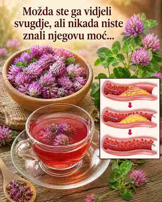 5. Jačanje kostiju Može podržati gustinu kostiju, posebno kod žena u menopauzi. 6. Podrška imunitetu Bogata antioksidansima koji jačaju odbrambeni sistem tijela. Kako koristiti crvenu djetelinu? Čaj od crvene djeteline Najčešći način upotrebe je čaj. Jedna do dvije kašičice sušenih cvjetova preliju se vrućom vodom i ostave 10 minuta. Pije se 1–2 puta dnevno. Tinktura Koncentrovani ekstrakt koji se koristi u malim količinama, obično nekoliko kapi razrijeđenih u vodi. Kapsule Dostupne kao dodatak ishrani za praktičnu upotrebu. Važne napomene Umjerena upotreba Iako je prirodna, crvenu djetelinu treba koristiti umjereno i po potrebi se posavjetovati sa stručnjakom. Zaključak Crvena djetelina je moćna ljekovita biljka koja može podržati zdravlje hormona, srca, kože i kostiju. Uz pravilnu i umjerenu upotrebu, može biti vrijedan dodatak zdravom načinu života.