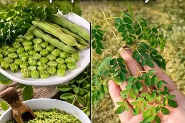 3️⃣ Podržava snažan imunološki sistem Zahvaljujući visokom sadržaju vitamina C i željeza, moringa pomaže u jačanju prirodne odbrane vašeg tijela i održavanju ravnoteže tokom godišnjih doba. 🌤️ 4️⃣ Ishrana dobra za srce Prirodni biljni steroli i protuupalni spojevi Moringe podržavaju zdrav nivo holesterola i krvnog pritiska, pomažući vašem srcu da nesmetano funkcioniše. 💓 5️⃣ Blaga podrška probavnom sistemu Bogata vlaknima, moringa podstiče redovnu probavu, ublažava nadutost i održava osjećaj lakoće i ugode u crijevima. 6️⃣ Blistava koža iznutra Antioksidansi i vitamini iz moringe hrane kožu, podržavaju proizvodnju kolagena i smanjuju efekte svakodnevnog stresa – ostavljajući vaš ten prirodno blistavim. ✨ 7️⃣ Poboljšava mozak i fokus Željezo i vitamin E rade zajedno kako bi poboljšali protok kisika i funkciju mozga – pomažući vam da ostanete oštri, fokusirani i smireni. 8️⃣ Podržava ravnotežu šećera u krvi Preliminarna istraživanja sugeriraju da moringa može pomoći u održavanju zdrave razine glukoze u krvi kada se upari s uravnoteženom prehranom i načinom života. 9️⃣ Prirodno umiruje upalu Izotiocijanati koji se nalaze u moringi imaju snažna protuupalna svojstva koja mogu podržati udobnost i fleksibilnost zglobova. 🔟 Podrška za mršavljenje Sa svojim nježnim vlaknima i hranjivim tvarima stabilne energije, moringa pomaže u suzbijanju žudnje, uravnoteženju apetita i promociji prirodne energije tokom cijelog dana. 🍵 Kako uživati ​​u moringi kod kuće 🥬 Svježi listovi – Dodajte u supe, pržena jela ili salate (kao špinat). 🌿 Prah – Umiješajte u smoothieje, zobenu kašu ili čak peciva. 🍵 Čaj – Potopite sušene listove u vruću vodu 5 minuta; zasladite medom ili limunom. 🥢 Mlade mahune („bataci“) – Kuhajte u varivima ili curryju za obilan i hranjiv obrok. 🌰 Sjemenke – Jedite sirove ili pečene; njihovo ulje se također može koristiti za kuhanje ili prirodnu njegu kože. 💡 Savjeti i mjere opreza ✅ Počnite s malim količinama — ½ čajne kašičice praha ili nekoliko svježih listova dnevno je dovoljno za početak. ✅ Temeljito operite domaće listove i mahune prije upotrebe. ⚠️ Ako ste trudni, dojite ili uzimate lijekove, posavjetujte se sa svojim ljekarom prije nego što dodate moringu u svoju prehranu. 🌱 Završne misli: Drvo koje vraća vašem zdravlju Moringa nije samo još jedna „superhrana“. To je održiv, provjeren biljni saveznik koji nježno podržava vašu energiju, probavu, kožu i imunološki sistem. Bilo da je svježe iz vašeg vrta ili u obliku praha, ovo „Čudesno drvo“ se lako uklapa u svaki način života — podsjećajući nas da priroda već sadrži sve što nam je potrebno za ravnotežu i blagostanje. 🌿 💚 Pokušajte dodati moringu u svoj dan — i osjetite kako vaša prirodna vitalnost cvjeta iznutra prema van.