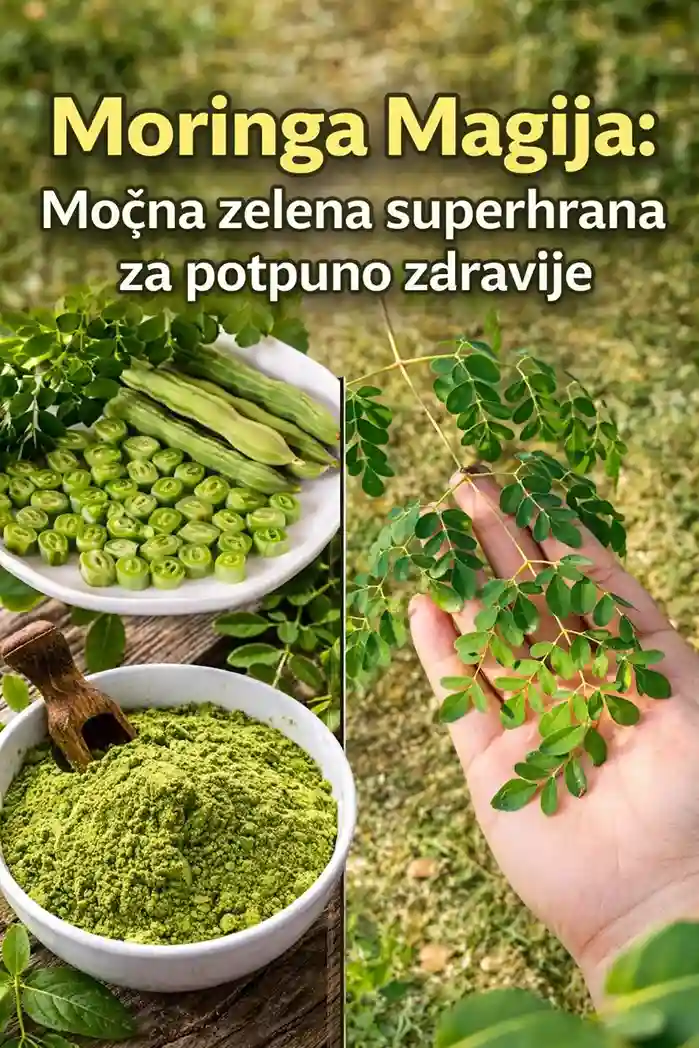 3️⃣ Podržava snažan imunološki sistem Zahvaljujući visokom sadržaju vitamina C i željeza, moringa pomaže u jačanju prirodne odbrane vašeg tijela i održavanju ravnoteže tokom godišnjih doba. 🌤️ 4️⃣ Ishrana dobra za srce Prirodni biljni steroli i protuupalni spojevi Moringe podržavaju zdrav nivo holesterola i krvnog pritiska, pomažući vašem srcu da nesmetano funkcioniše. 💓 5️⃣ Blaga podrška probavnom sistemu Bogata vlaknima, moringa podstiče redovnu probavu, ublažava nadutost i održava osjećaj lakoće i ugode u crijevima. 6️⃣ Blistava koža iznutra Antioksidansi i vitamini iz moringe hrane kožu, podržavaju proizvodnju kolagena i smanjuju efekte svakodnevnog stresa – ostavljajući vaš ten prirodno blistavim. ✨ 7️⃣ Poboljšava mozak i fokus Željezo i vitamin E rade zajedno kako bi poboljšali protok kisika i funkciju mozga – pomažući vam da ostanete oštri, fokusirani i smireni. 8️⃣ Podržava ravnotežu šećera u krvi Preliminarna istraživanja sugeriraju da moringa može pomoći u održavanju zdrave razine glukoze u krvi kada se upari s uravnoteženom prehranom i načinom života. 9️⃣ Prirodno umiruje upalu Izotiocijanati koji se nalaze u moringi imaju snažna protuupalna svojstva koja mogu podržati udobnost i fleksibilnost zglobova. 🔟 Podrška za mršavljenje Sa svojim nježnim vlaknima i hranjivim tvarima stabilne energije, moringa pomaže u suzbijanju žudnje, uravnoteženju apetita i promociji prirodne energije tokom cijelog dana. 🍵 Kako uživati ​​u moringi kod kuće 🥬 Svježi listovi – Dodajte u supe, pržena jela ili salate (kao špinat). 🌿 Prah – Umiješajte u smoothieje, zobenu kašu ili čak peciva. 🍵 Čaj – Potopite sušene listove u vruću vodu 5 minuta; zasladite medom ili limunom. 🥢 Mlade mahune („bataci“) – Kuhajte u varivima ili curryju za obilan i hranjiv obrok. 🌰 Sjemenke – Jedite sirove ili pečene; njihovo ulje se također može koristiti za kuhanje ili prirodnu njegu kože. 💡 Savjeti i mjere opreza ✅ Počnite s malim količinama — ½ čajne kašičice praha ili nekoliko svježih listova dnevno je dovoljno za početak. ✅ Temeljito operite domaće listove i mahune prije upotrebe. ⚠️ Ako ste trudni, dojite ili uzimate lijekove, posavjetujte se sa svojim ljekarom prije nego što dodate moringu u svoju prehranu. 🌱 Završne misli: Drvo koje vraća vašem zdravlju Moringa nije samo još jedna „superhrana“. To je održiv, provjeren biljni saveznik koji nježno podržava vašu energiju, probavu, kožu i imunološki sistem. Bilo da je svježe iz vašeg vrta ili u obliku praha, ovo „Čudesno drvo“ se lako uklapa u svaki način života — podsjećajući nas da priroda već sadrži sve što nam je potrebno za ravnotežu i blagostanje. 🌿 💚 Pokušajte dodati moringu u svoj dan — i osjetite kako vaša prirodna vitalnost cvjeta iznutra prema van.
